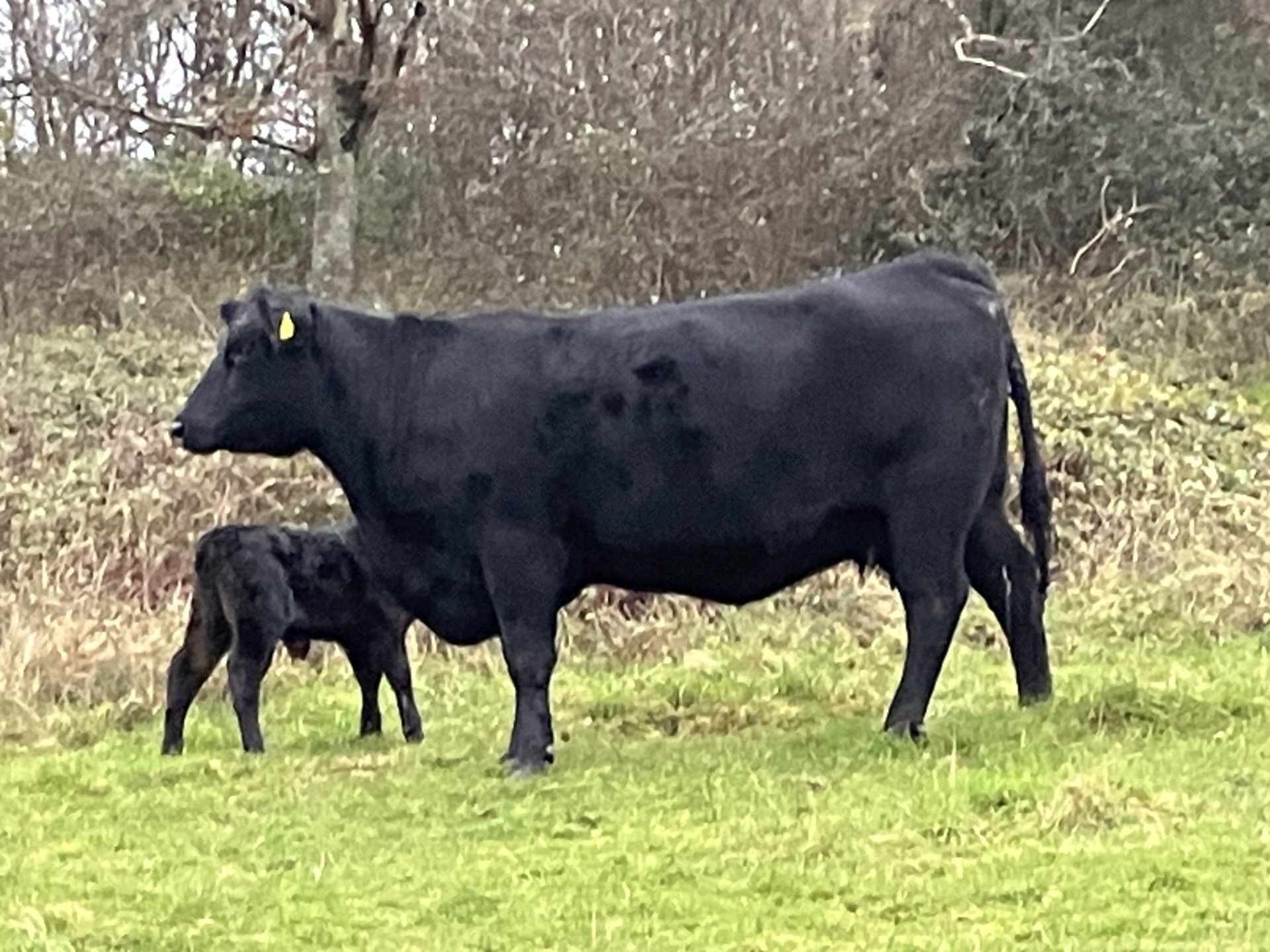 Sika and cows may 23