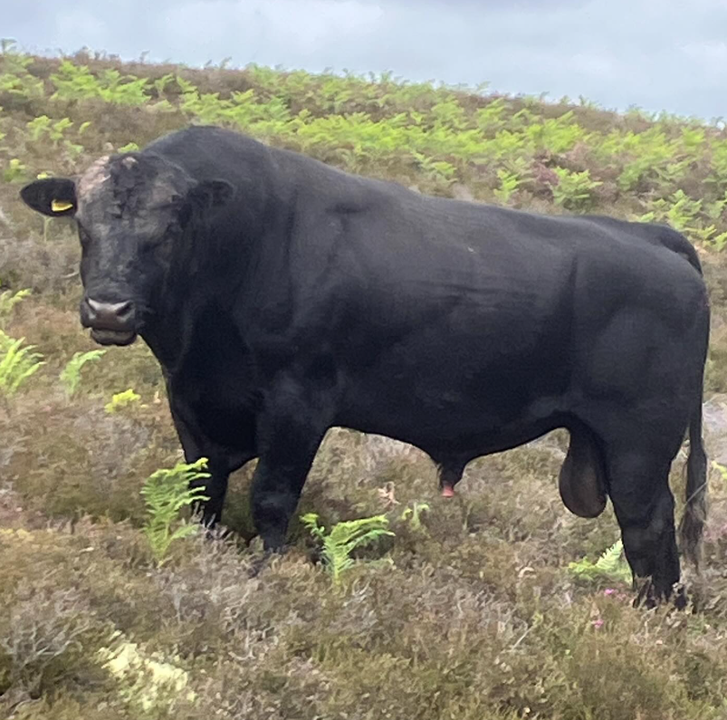 Sika and cows may 23